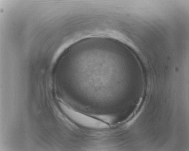 X0000065981506200603172102