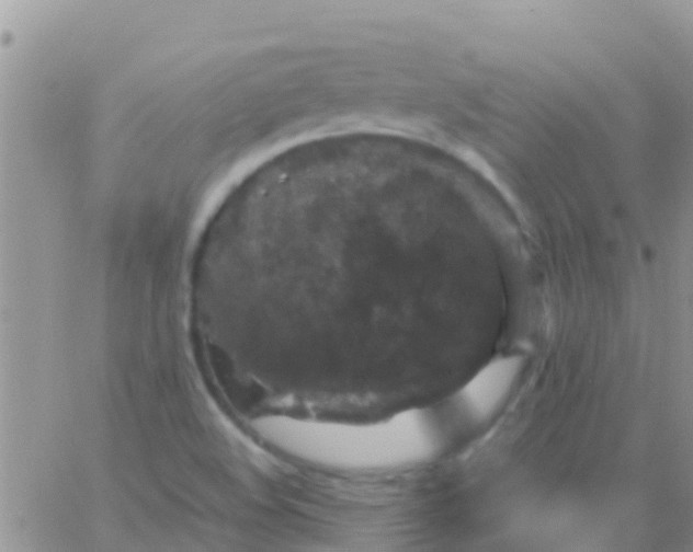 X0000065981508200603172102