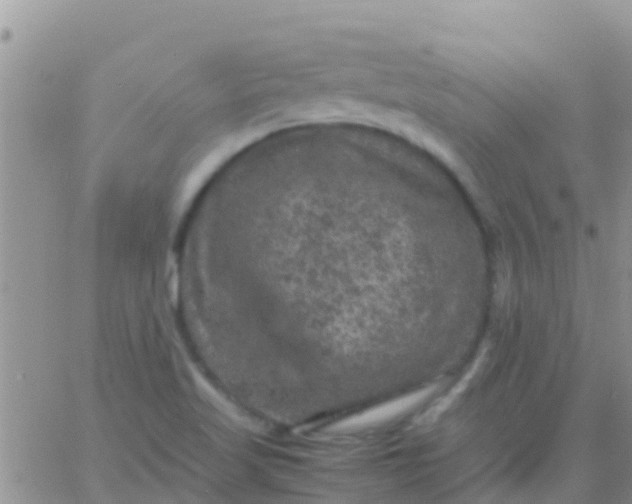 X0000065981509200603172102