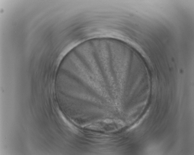 X0000065981513200603172102