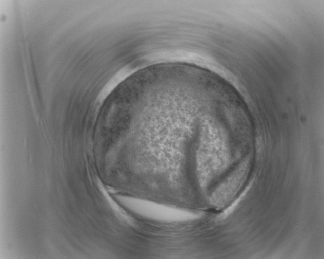 X0000065981521200603172102