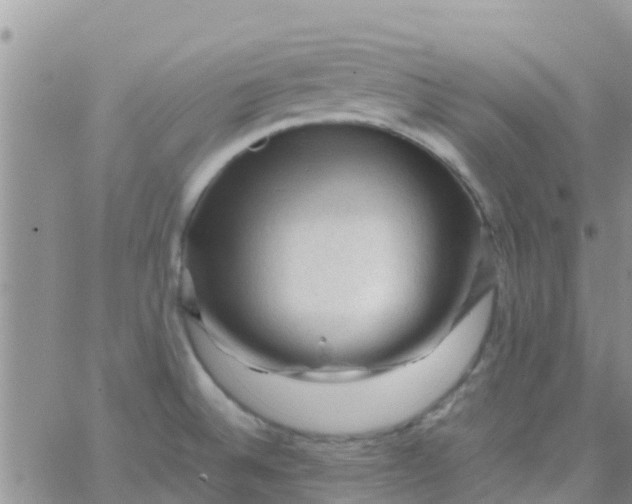 X0000065981524200603172102