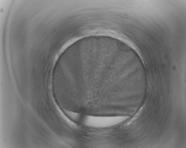 X0000065981525200603172102