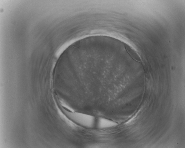 X0000065981527200603172102