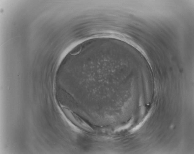 X0000065981533200603172102