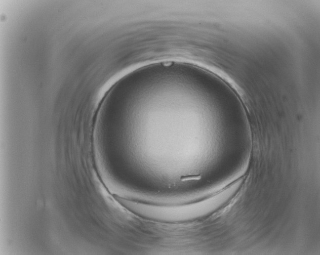 X0000065981534200603172102