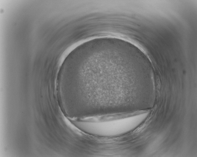 X0000065981535200603172102