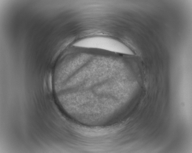 X0000065980014200603241951