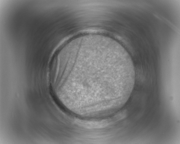 X0000065980016200603241951