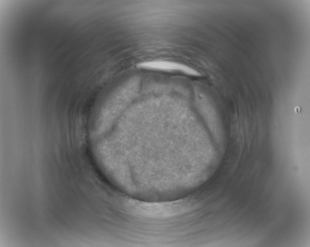 X0000065980030200603241951