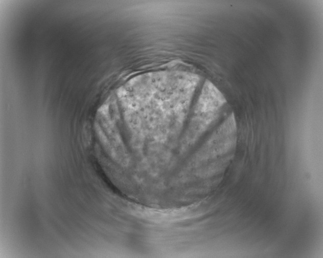 X0000065980043200603241951