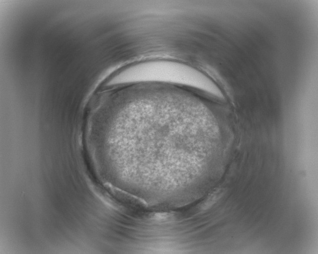 X0000065980060200603241950