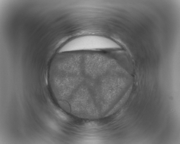 X0000065980062200603241950