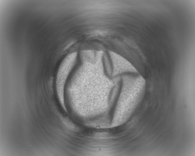 X0000065980066200603241950