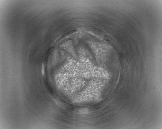 X0000065980075200603241950