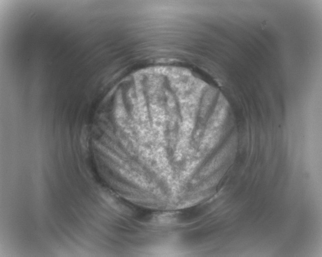 X0000065980078200603241950