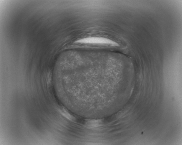 X0000065980081200603241950