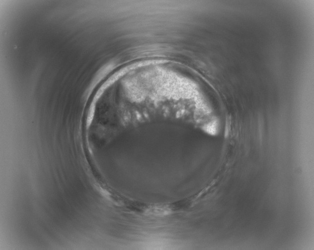 X0000065980099200603241950