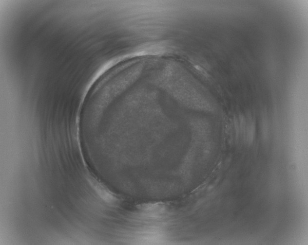 X0000065980100200603241950