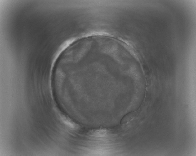 X0000065980104200603241950