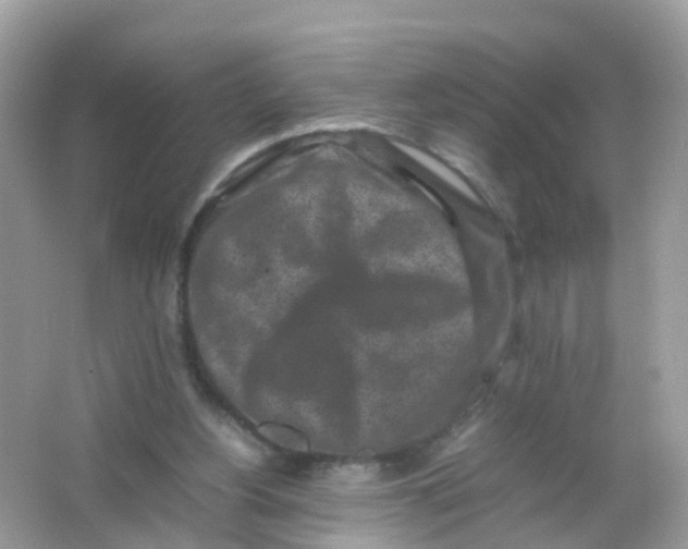 X0000065980156200603241948