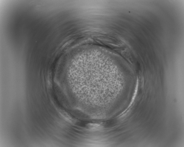 X0000065980170200603241949