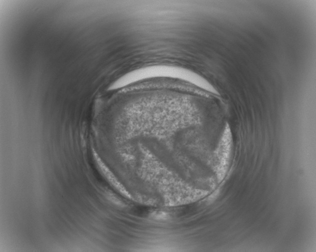 X0000065980174200603241949