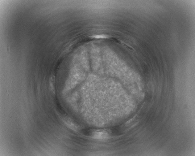 X0000065980175200603241949