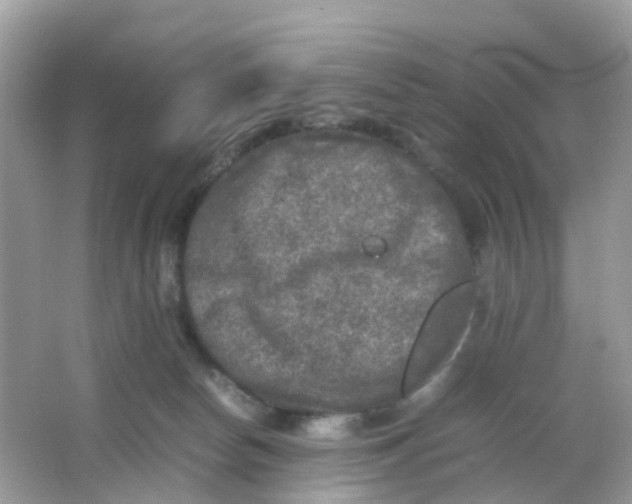 X0000065980178200603241949