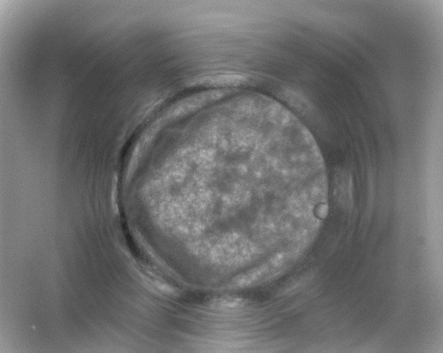 X0000065980206200603241948