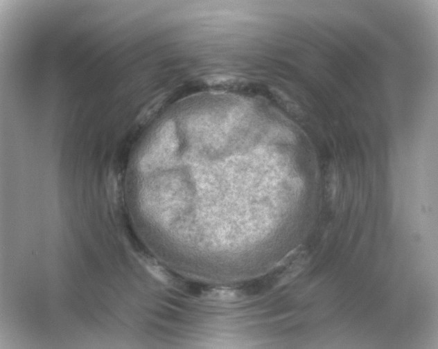 X0000065980276200603241947