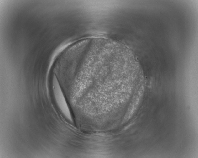 X0000065980294200603241946