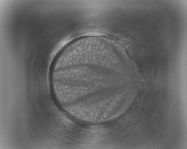 X0000065980296200603241946