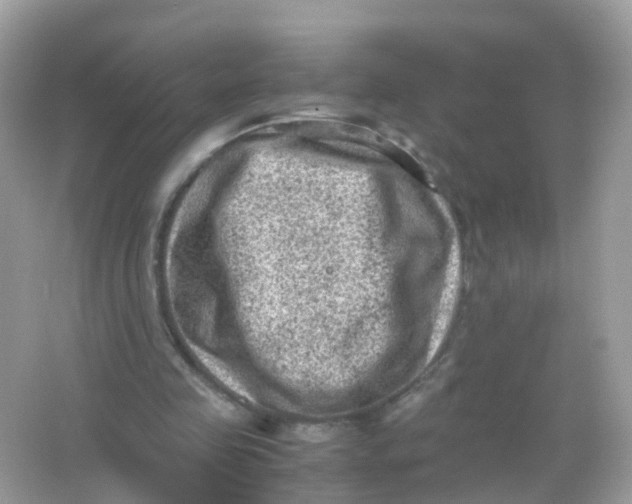 X0000065980341200603241945