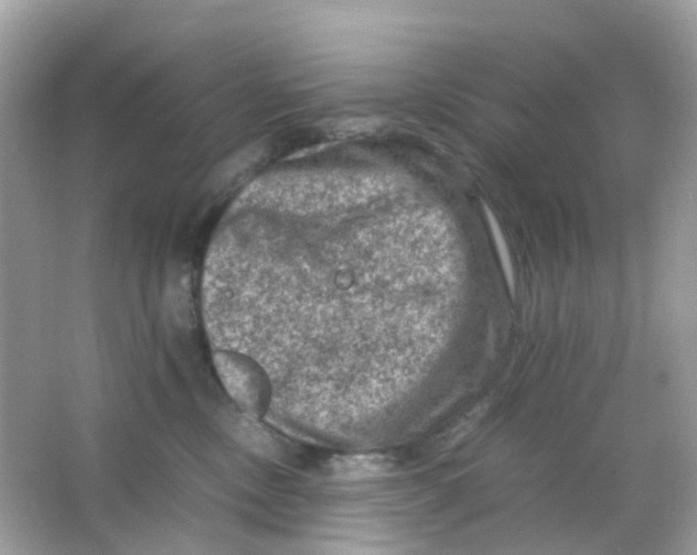 X0000065980378200603241946