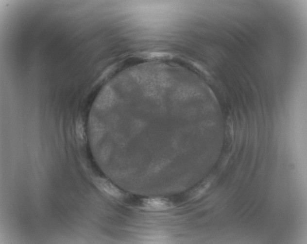 X0000065980380200603241946