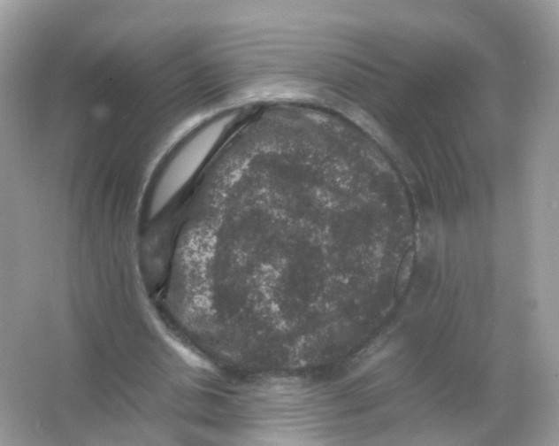 X0000065980438200603241943