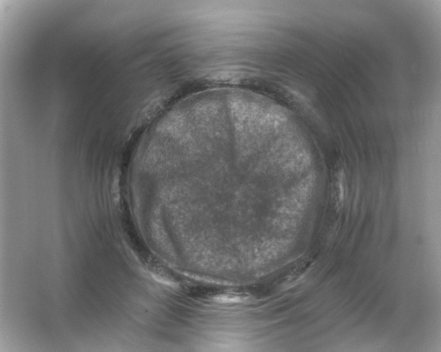 X0000065980504200603241943