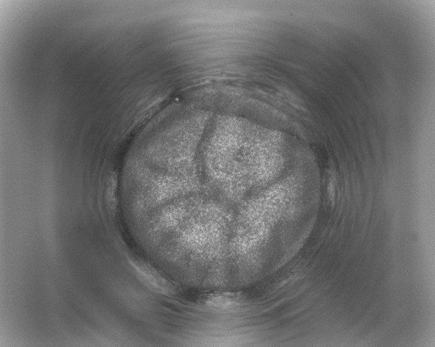 X0000065980550200603241942