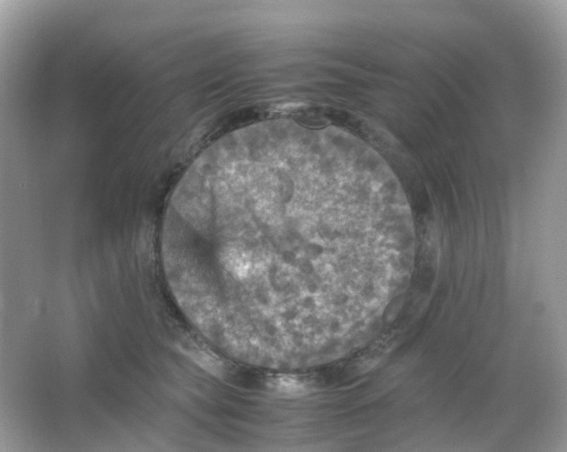 X0000065980565200603241942