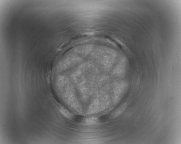 X0000065980576200603241942