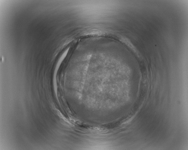 X0000065980585200603241942