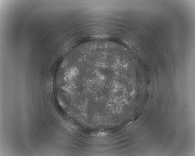 X0000065980647200603241940