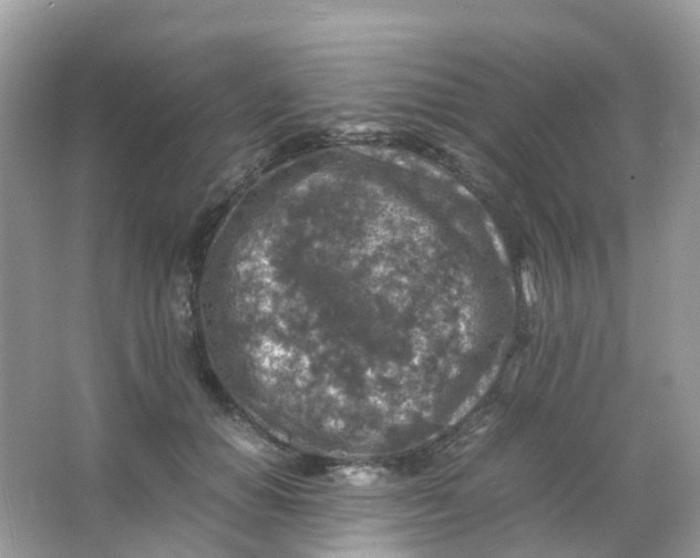 X0000065980654200603241941