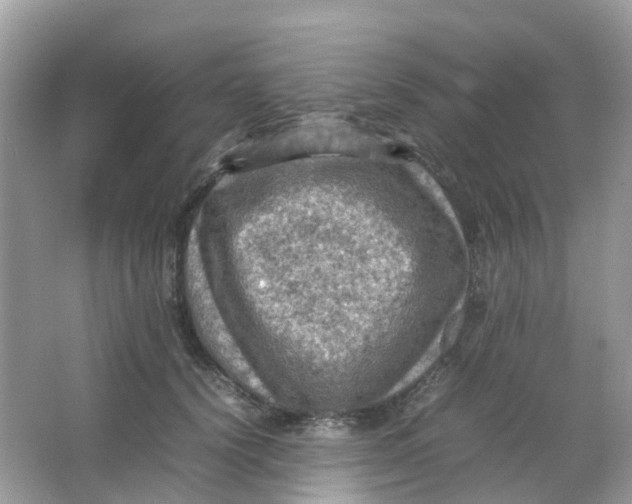 X0000065980656200603241941