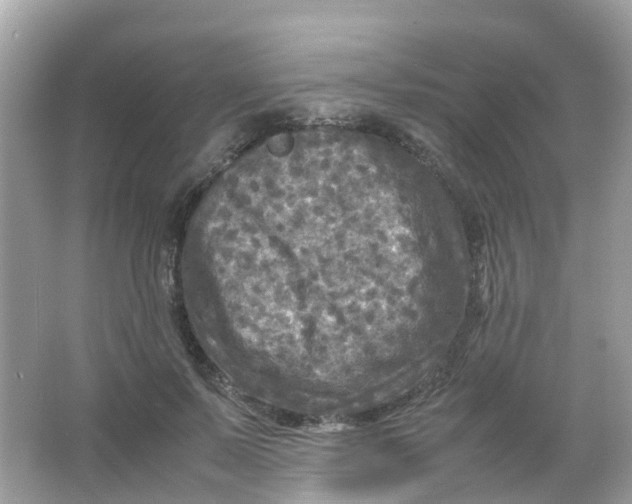 X0000065980695200603241940