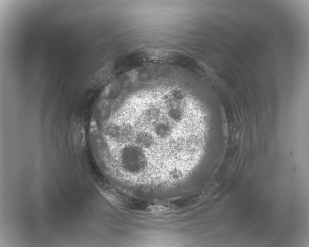 X0000065980703200603241939