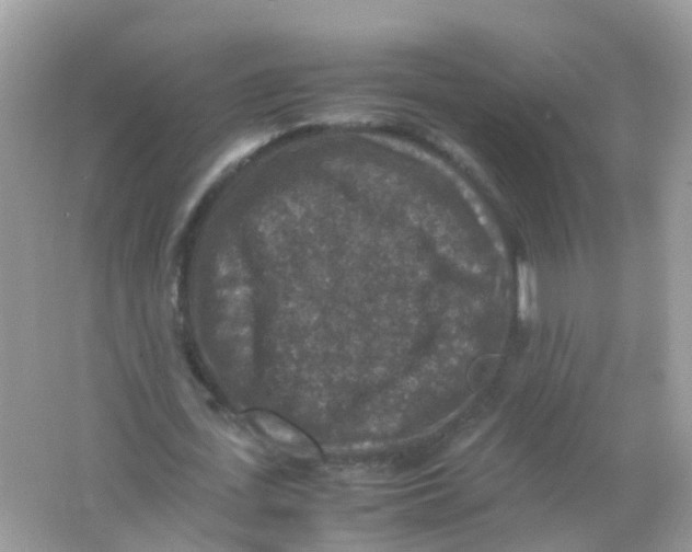 X0000065980723200603241938