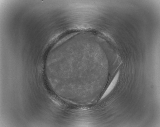 X0000065980736200603241939