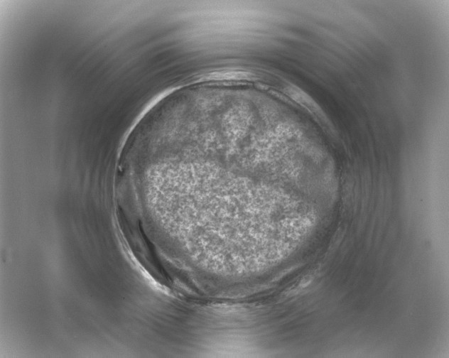 X0000065980852200603241937